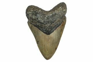 Serrated, Fossil Megalodon Tooth - North Carolina #345680