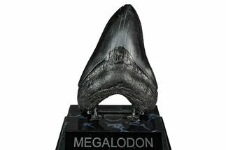 Fossil Megalodon Tooth - South Carolina #345792