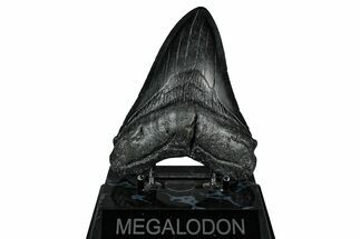 Fossil Megalodon Tooth - South Carolina #345795