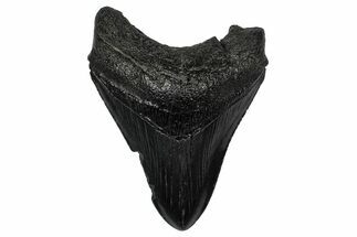Fossil Megalodon Tooth - South Carolina #345802