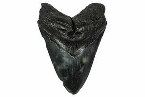 Fossil Megalodon Tooth - South Carolina #345809