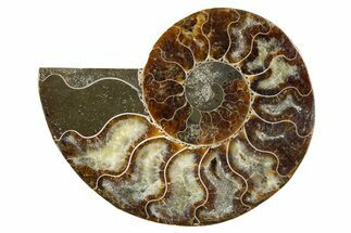 Cut & Polished Ammonite Fossil (Half) - Madagascar #345973