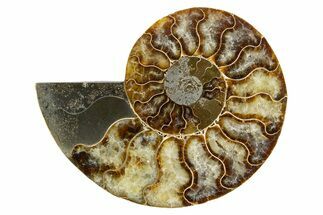 Cut & Polished Ammonite Fossil (Half) - Madagascar #345978