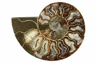 Cut & Polished Ammonite Fossil (Half) - Madagascar #345984