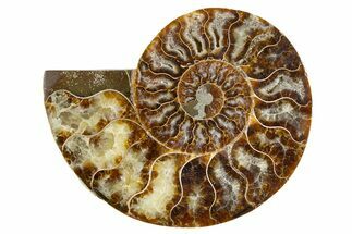 Cut & Polished Ammonite Fossil (Half) - Madagascar #345991