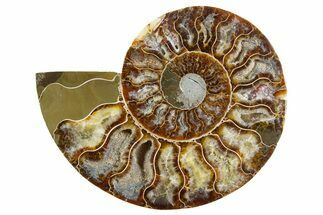 Cut & Polished Ammonite Fossil (Half) - Madagascar #345992