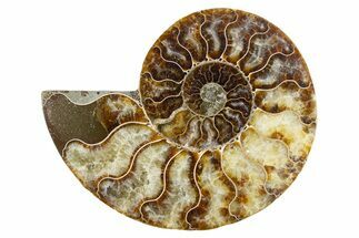 Cut & Polished Ammonite Fossil (Half) - Madagascar #345998