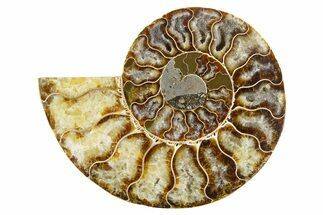 Cut & Polished Ammonite Fossil (Half) - Madagascar #346009
