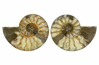 Cut & Polished, Agatized Ammonite Fossil - Madagascar #344150