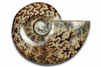 Polished Ammonite (Cleoniceras) Fossil - Madagascar #339257