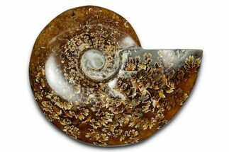 Polished Ammonite (Cleoniceras) Fossil - Madagascar #339262