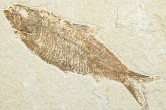 Detailed Fossil Fish (Knightia) - Wyoming #346026