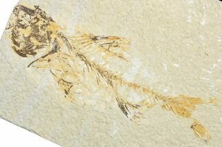 Bargain, Fossil Fish (Amphiplaga) - Uncommon Species #346028