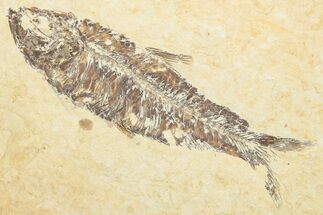 Detailed Fossil Fish (Knightia) - Wyoming #346031