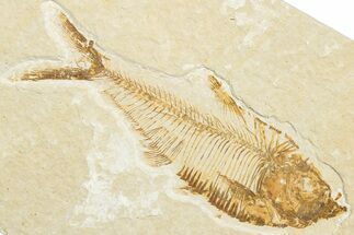 Detailed Fossil Fish (Diplomystus) - Wyoming #346045