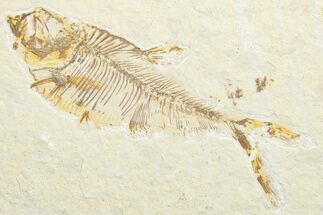 Bargain, Fossil Fish (Diplomystus) - Wyoming #346050