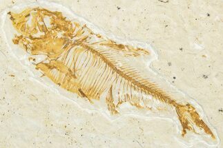 Bargain, Juvenile Fossil Fish (Diplomystus) - Wyoming #346053