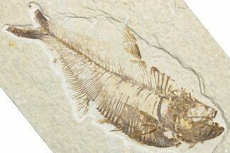Detailed Fossil Fish (Diplomystus) - Wyoming #346056