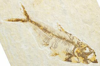 Detailed Fossil Fish (Diplomystus) - Wyoming #346057