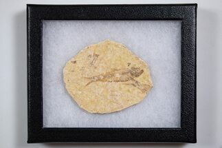 Knightia Fossil Fish From Wyoming with Display Case - to / #346211
