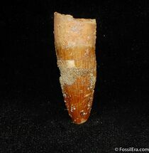 Inch Rooted Spinosaurus Tooth #322