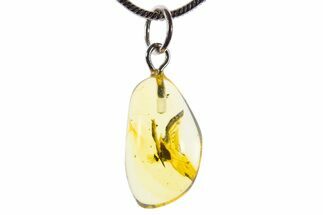 Polished Baltic Amber Pendant (Necklace) - Contains Fly! #339607