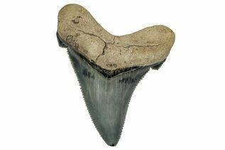 Fossil Shark Teeth For Sale