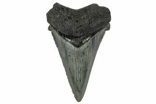 Serrated Angustidens Tooth - Megalodon Ancestor #340357