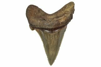 Serrated Angustidens Tooth - Megalodon Ancestor #340358