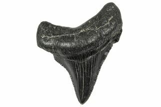 Serrated Angustidens Tooth - Megalodon Ancestor #340373