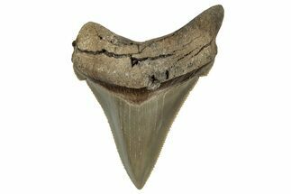 Serrated Angustidens Tooth - Megalodon Ancestor #340375
