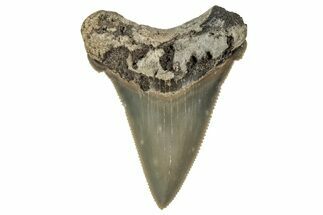 Serrated Angustidens Tooth - Megalodon Ancestor #340377