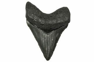Serrated, Juvenile Megalodon Tooth - South Carolina #340532
