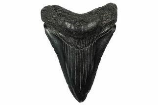 Serrated, Juvenile Megalodon Tooth - South Carolina #340533