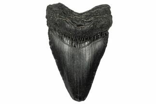 Juvenile Megalodon Tooth - South Carolina #340534