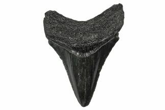 Serrated, Juvenile Megalodon Tooth - South Carolina #340535