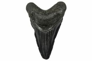 Juvenile Megalodon Tooth - South Carolina #340536