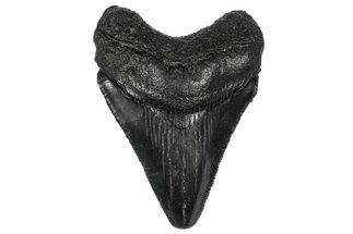 Juvenile Megalodon Tooth - South Carolina #340537