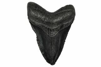 Juvenile Megalodon Tooth - South Carolina #340538