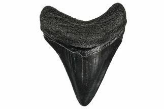 Serrated, Juvenile Megalodon Tooth - South Carolina #340539