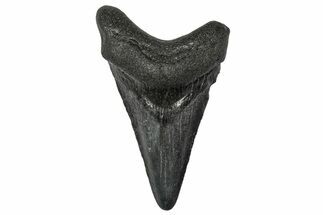 Juvenile Megalodon Tooth - South Carolina #340554