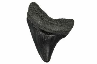 Juvenile Megalodon Tooth - South Carolina #340555