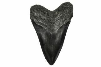 Juvenile Megalodon Tooth - South Carolina #340556