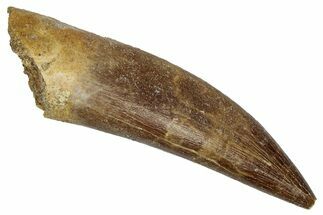 Fossil Plesiosaur (Zarafasaura) Tooth - Morocco #344239