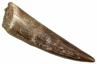 Fossil Plesiosaur (Zarafasaura) Tooth - Morocco #344250
