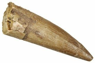 Fossil Plesiosaur (Zarafasaura) Tooth - Morocco #344251