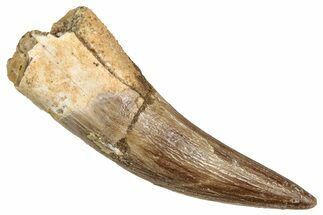 Fossil Plesiosaur (Zarafasaura) Tooth - Morocco #344253