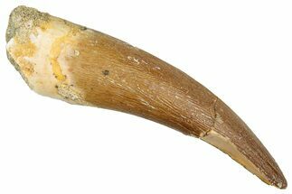 Fossil Plesiosaur (Zarafasaura) Tooth - Morocco #344256