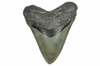 Serrated, Fossil Megalodon Tooth - North Carolina #345682
