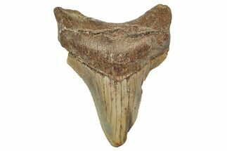 Serrated, Juvenile Megalodon Tooth - North Carolina #345688